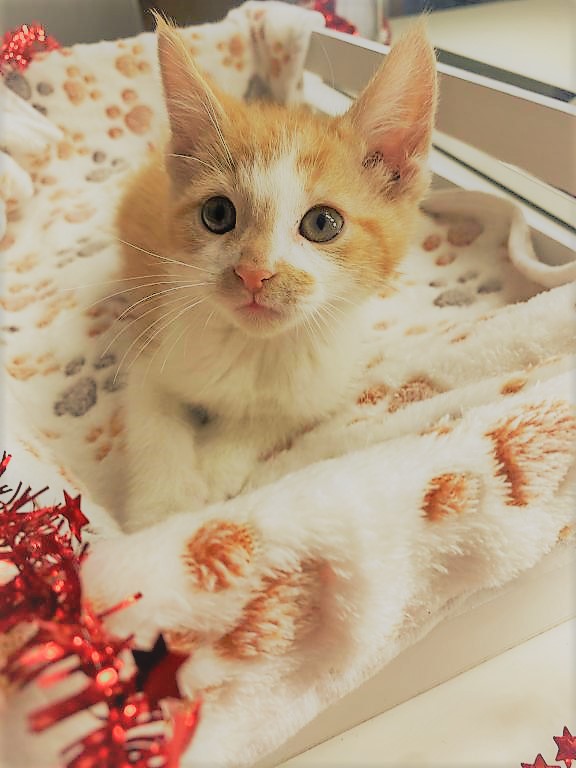 Kitten Information | “The smallest feline is a masterpiece.” – Leonardo